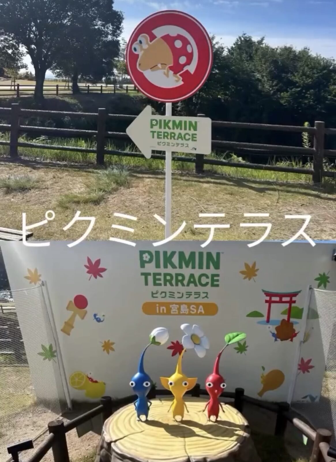 ピクミンテラスに行ってきました 人気スタイリスト ランキングが高い美容院 白髪染め ハゲ予防 美革ストレート 岐阜柳津町 ヘアーラウル